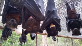 Australian rescued Bats | Rehab | Bat Megabat (Flyingfox) (Fruit bat) in care