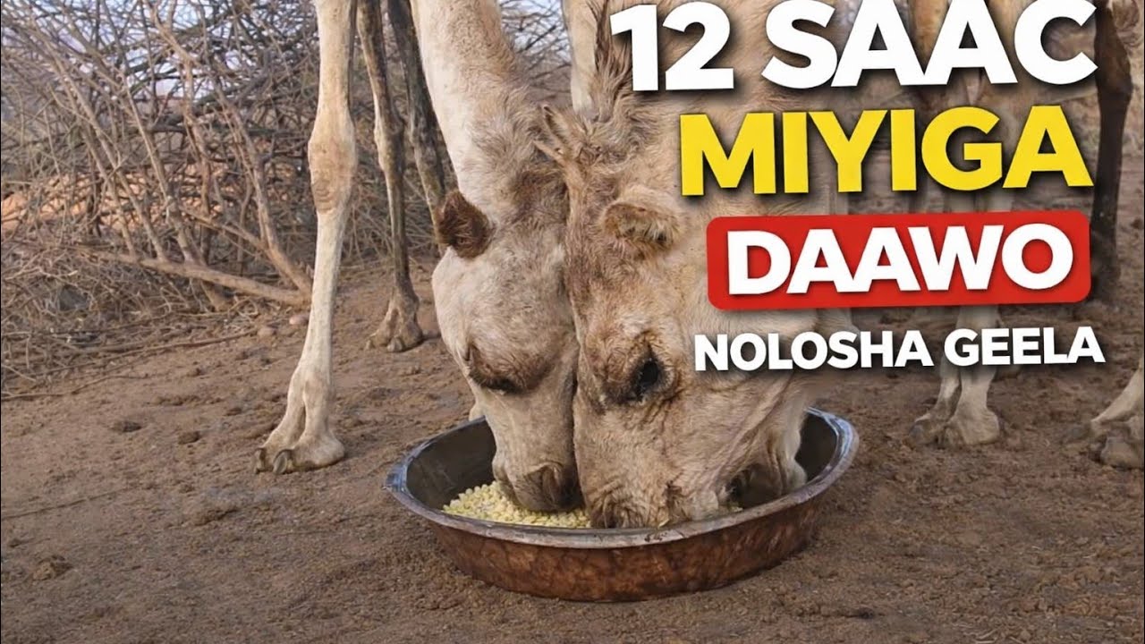  12 SAAC MIYIGADAAWO NOLOSHA DHABTA AH