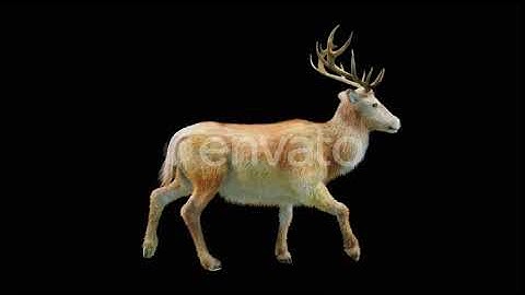 Deer Walk 4K | Motion Graphics - Envato elements
