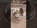 شاهد جمال الديك الرومي الملقب بل فسيفس الديك_الرومي mp3