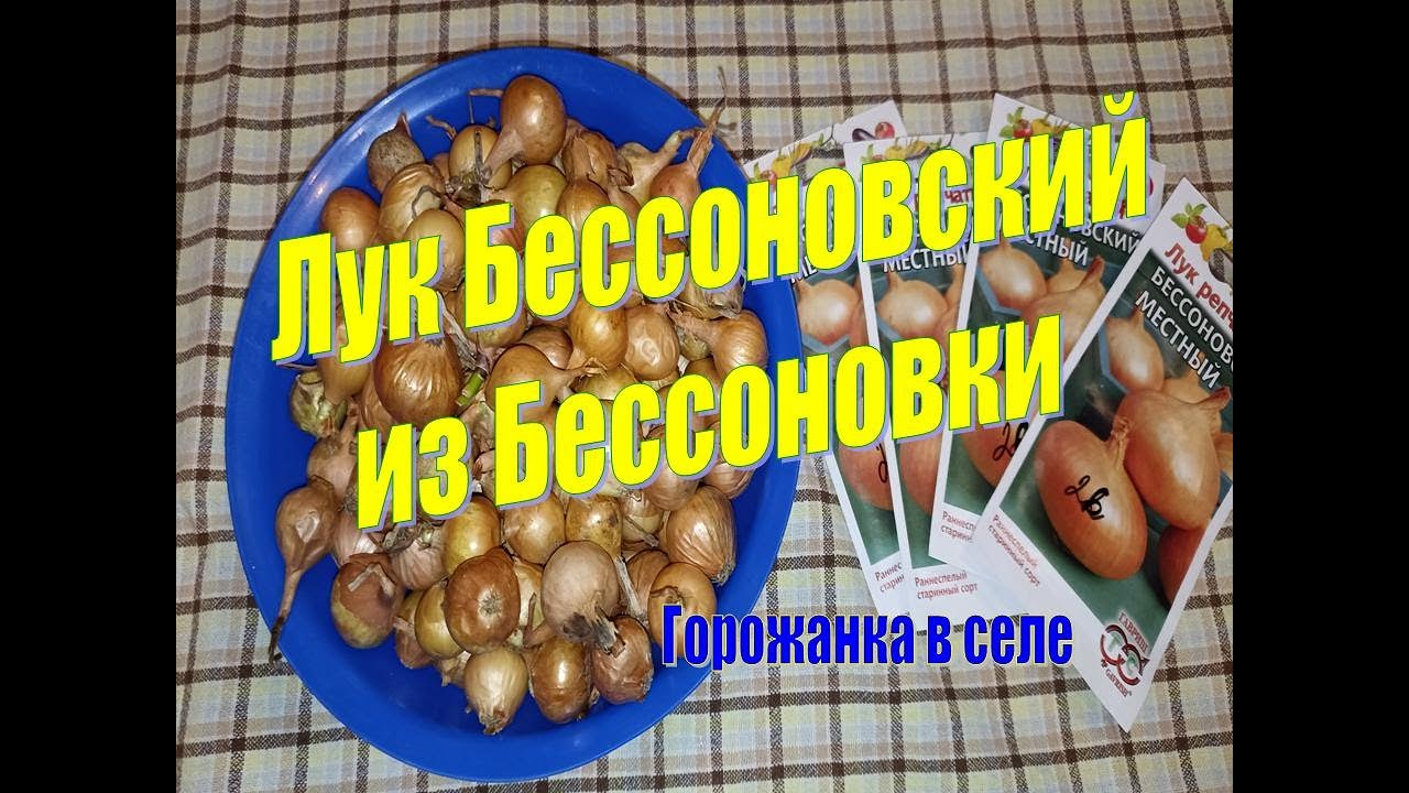 Лук Бессоновский. Лук Бессоновка. Ялтинский лук севок. Бессоновский лук отзывы.