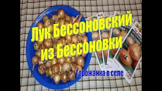 Лук Бессоновский из Бессоновки.