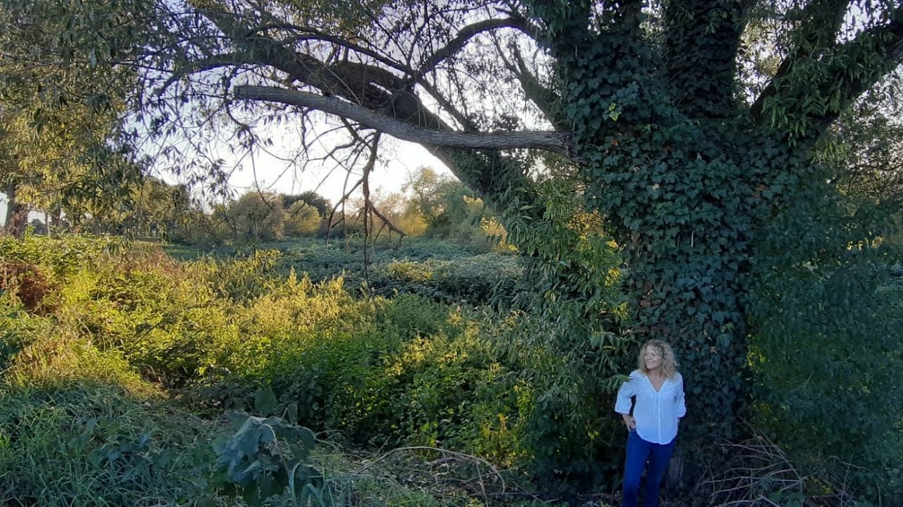 Sheltering Tree - Madeleine Schumacher