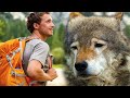 Guy saved a wolf from a pack of dogs. In the wolf’s eyes he saw a huge gratitude for his salvation