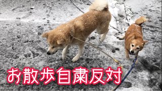外出自粛要請ですが、更に大雪ですが、犬の散歩は欠かせません。