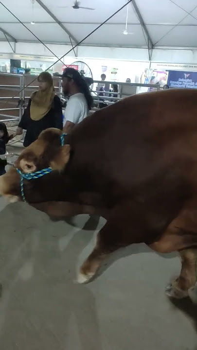 Lembu limousine. #shorts