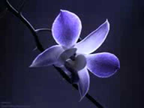 موقع رياض القرآن يقدم تلاوه رائعه