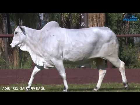 ADIR 4722 - ZAIRA FIV DA 2L - LOTE 06