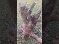 Nhập đội em sầm móc lùn lực rể tua tủa #đirừng #bonsai #kichre #sammoc