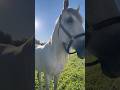 Это видео заменяет мне психолога 🐎#лошади #релакс #медитация #животные #природа #путешествия #life