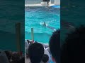 #次の瞬間.... #鴨シー #シャチ #orca