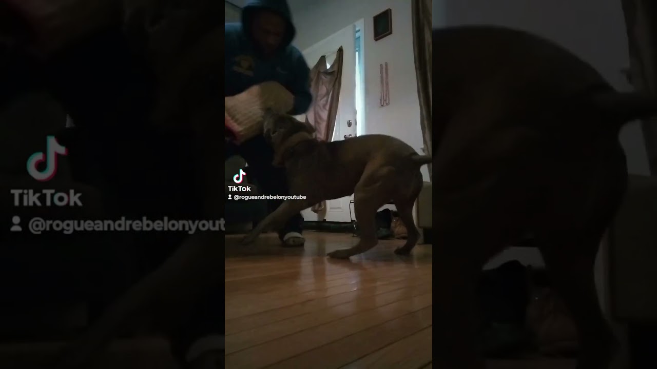 Kevin Hart: People come to my house and ask me if that dog bites?