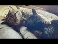 大好きな隊長をギュー♡したまま寝落ちする猫　The cat hugs his brother and falls asleep