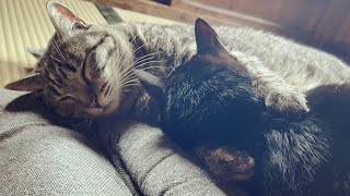 大好きな隊長をギュー♡したまま寝落ちする猫　The cat hugs his brother and falls asleep