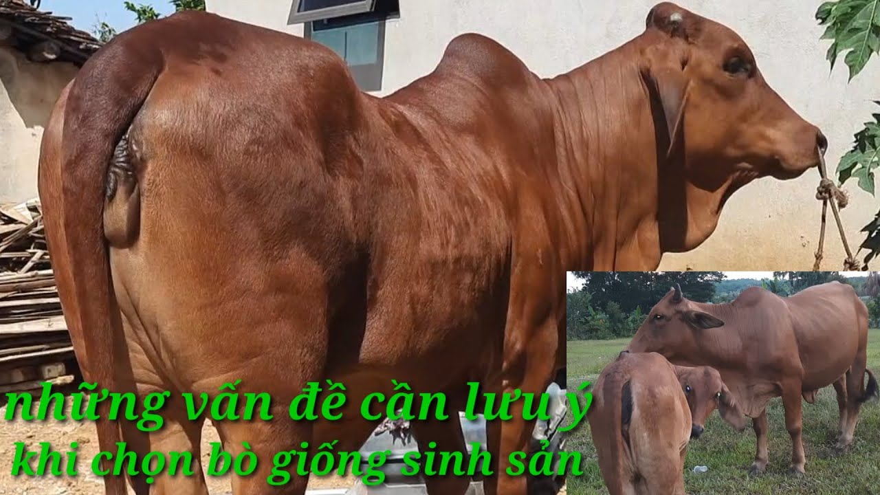 Làm thế nào để chọn được những chú bò giống sinh sản chất lượng //clip tham khảo