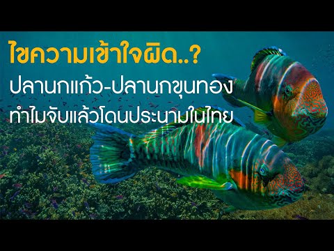 ไขความเข้าใจผิด? ปลานกแก้ว ปลานกขุนทอง ทำไมจับแล้วโดนประนามในไทย