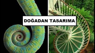 Doğadan Tasarıma Nedir Örnekler