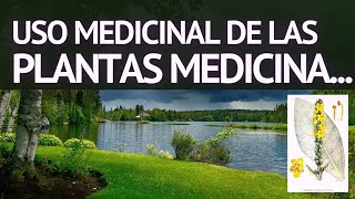 PLANTAS MEDICINALES Capuchina, Boldo, Artemisa, Cola de caballo, orégano,saúco,Stevia,Aloe,Cúrcuma