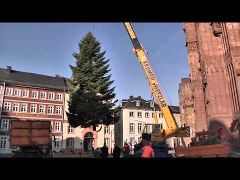 Video: Der beste Weihnachtsbaum steht für 2011