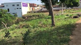 Reflorestamento aos poucos...