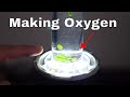 Making My Own Oxygen With Photosynthesis