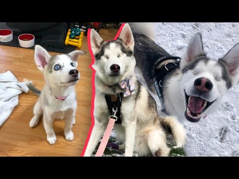 Video: Gli husky hanno la cecità da neve?