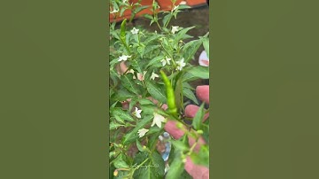 Công dụng của Lá Ớt