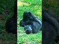 Happy Brothers 😆 #gorilla