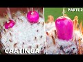 7 Frutas Brasileiras Nativas da CAATINGA Mais INCRÍVEIS e CURIOSAS (Parte 2)