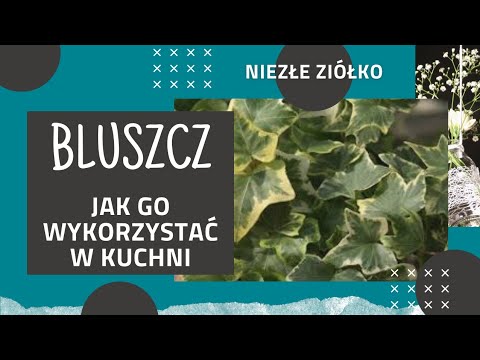 Wideo: Bluszcz Budra (roślina) - Właściwości I Zastosowanie Budra Bluszczu, Budra Miodowa, Budra Pstrokata