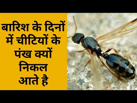 वीडियो: क्या घर की गंध वाली चींटियों के पंख होते हैं?