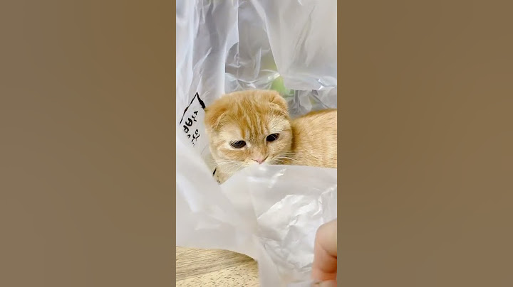 #고양이 #고양이브이로그 #개냥이 #먼치킨 #스코티쉬폴드 #평화로운 #솜방망이 #귀여운고양이 #귀여운영상 #까꿍놀이