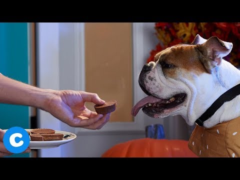 Halloween Carob Peanut Butter Cups DIY Dog Treats | Chewy