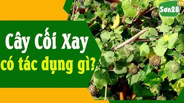 Sơn28TV|Cây cối xay có tác dụng gì?