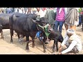 बिहार के चौसा पशु मंडी से बिकती भैंसो को देखें बिपीन सिंह के साथ | Pashu Mandi | Buffalo Mandi 2023
