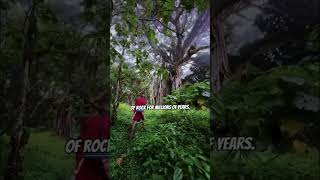 The Forest That Disappeared Without a Trace
