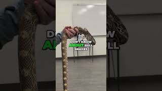 Bull Snakes: Albertas Awesome Rodent Control Experts! #shorts
