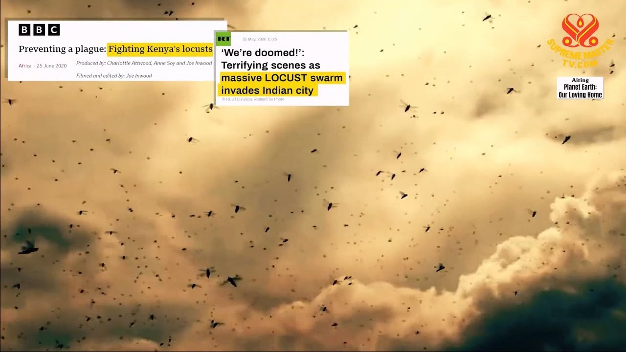2190 PE The Swarm Effect: Climate Change and the Worsening of Pest ...
