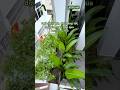 Gửi chút bình yên qua sắc xanh nhẹ nhàng nơi bồn cây ban công nhà phố P.Hiệp Bình Chánh #dnlandscape