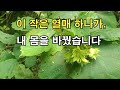 약도, 홍삼도 소용없던 그가 산에서 발견한 ‘이 열매’로 달라졌습니다
