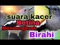 Terapi suara kacer betina || Dongkrak Birahi kacer jantan