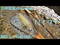 2019-5/30 会津渓流FlyFishing『緑眩しい岩魚の渓へ』