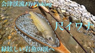 2019-5/30 会津渓流FlyFishing『緑眩しい岩魚の渓へ』