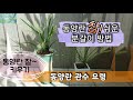 동양란분갈이요령♡별꽃농부37원예&정원쟁이Vlog/동양란관수요령/동양란관리