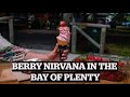 Black stump berries berry nirvana awaits in the bay of plenty travel  stuff travel