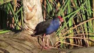 Purple Swamphen bird call screenshot 4