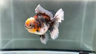 Goldfish Island  1015tortca455th3f4
