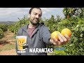 Todo sobre el cultivo de naranja