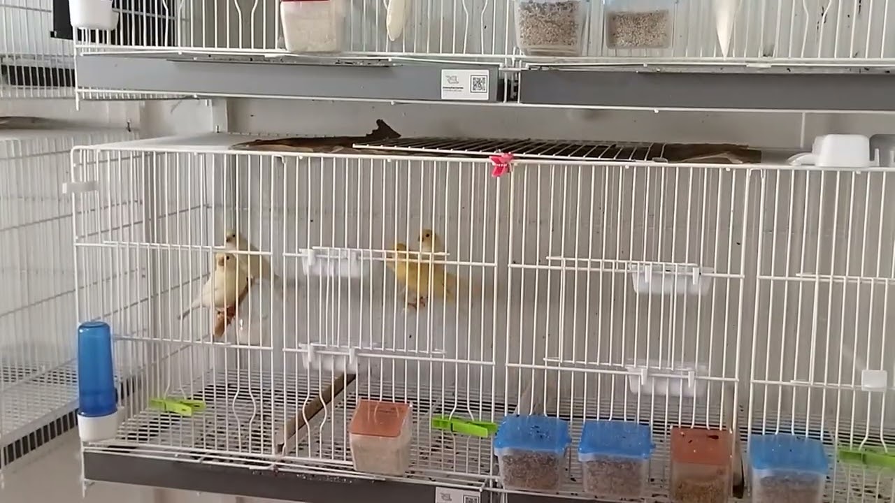 Aviario Pedro Alcaraz