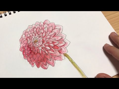 ペンと水彩色鉛筆で描く簡単なダリアの絵の描き方 Youtube